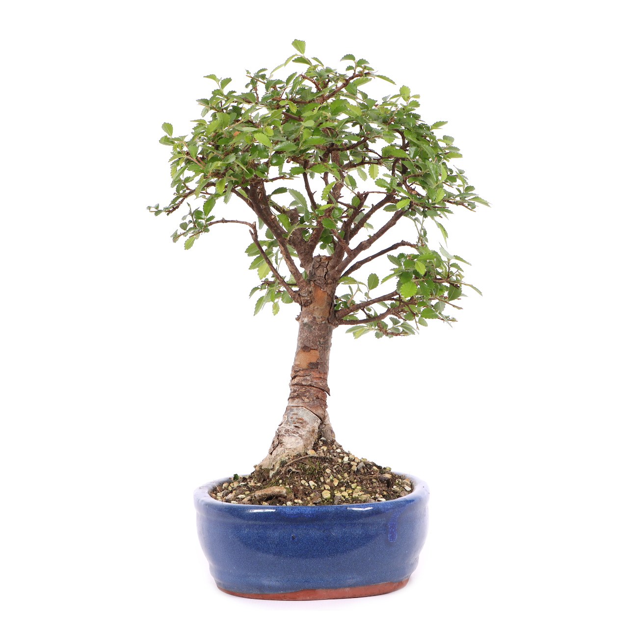 Ulmus parvifolia