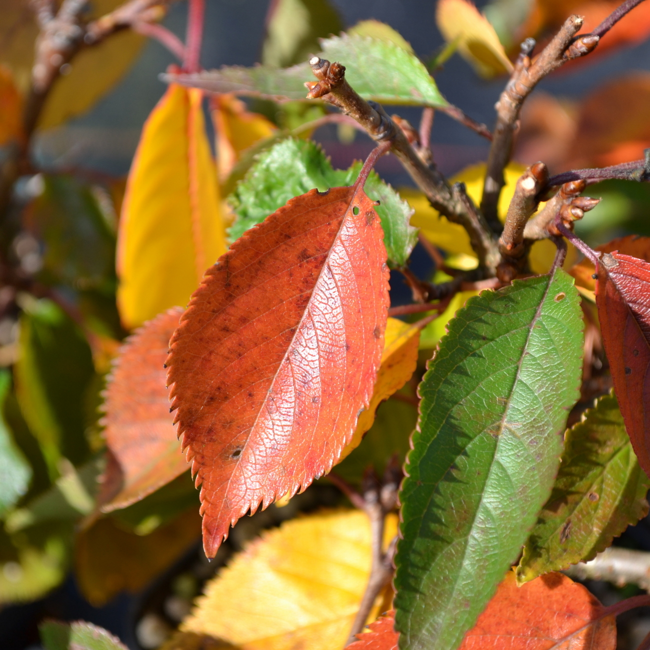 Herbstlaub