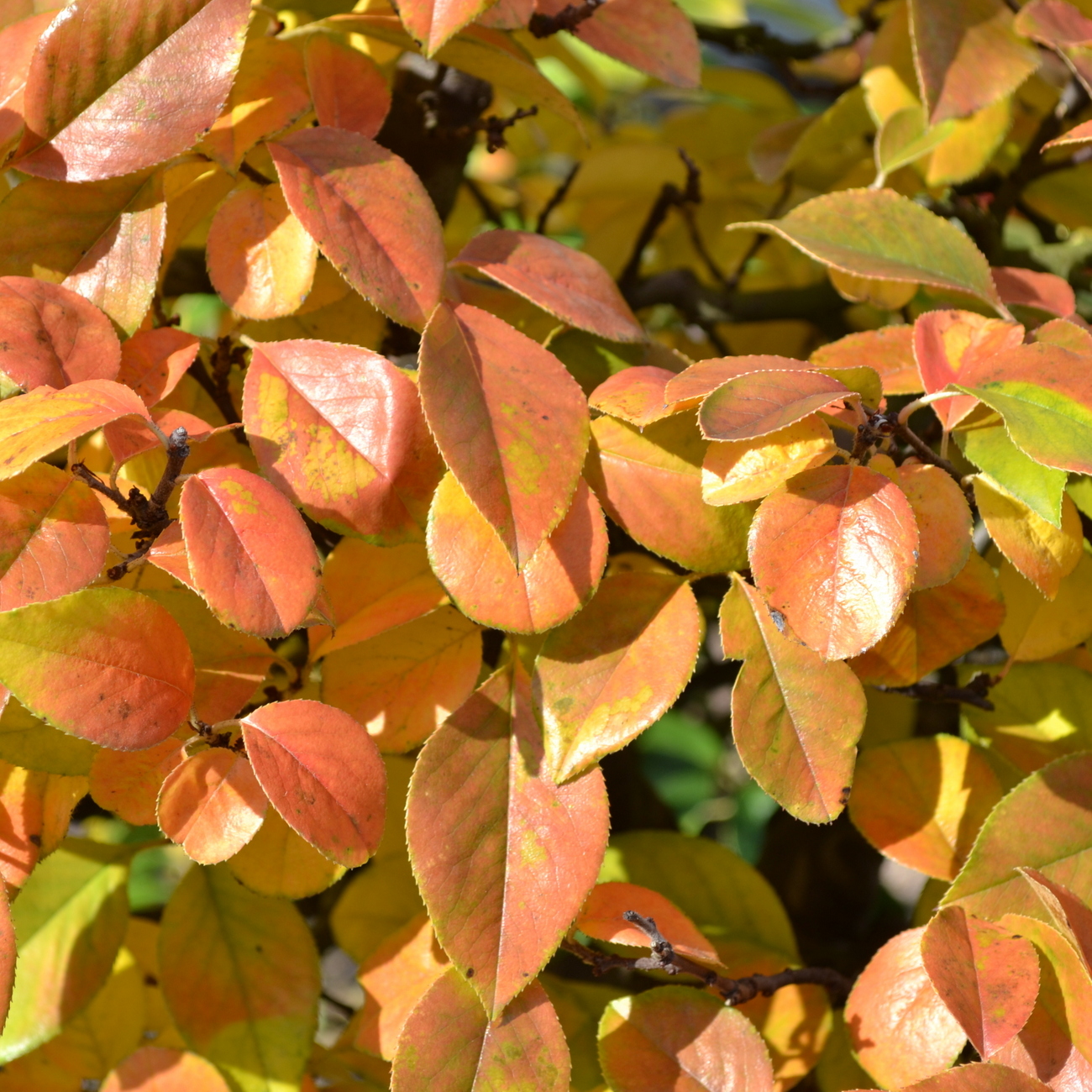 Herbstlaub