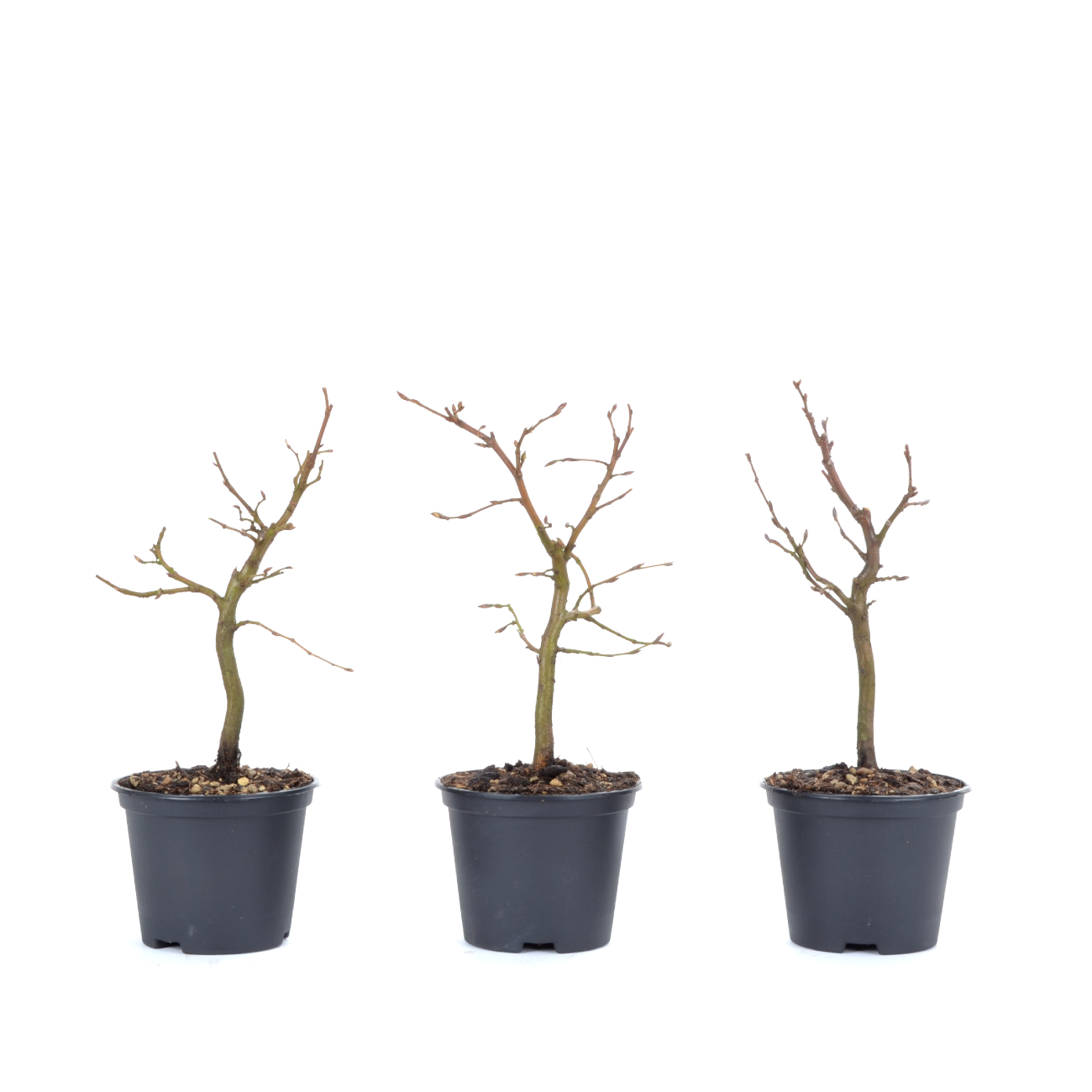 Carpinus betulus