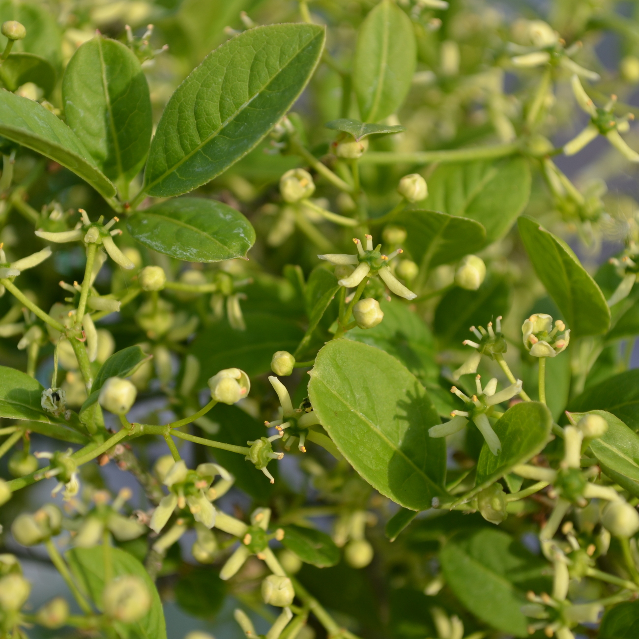 Blüte