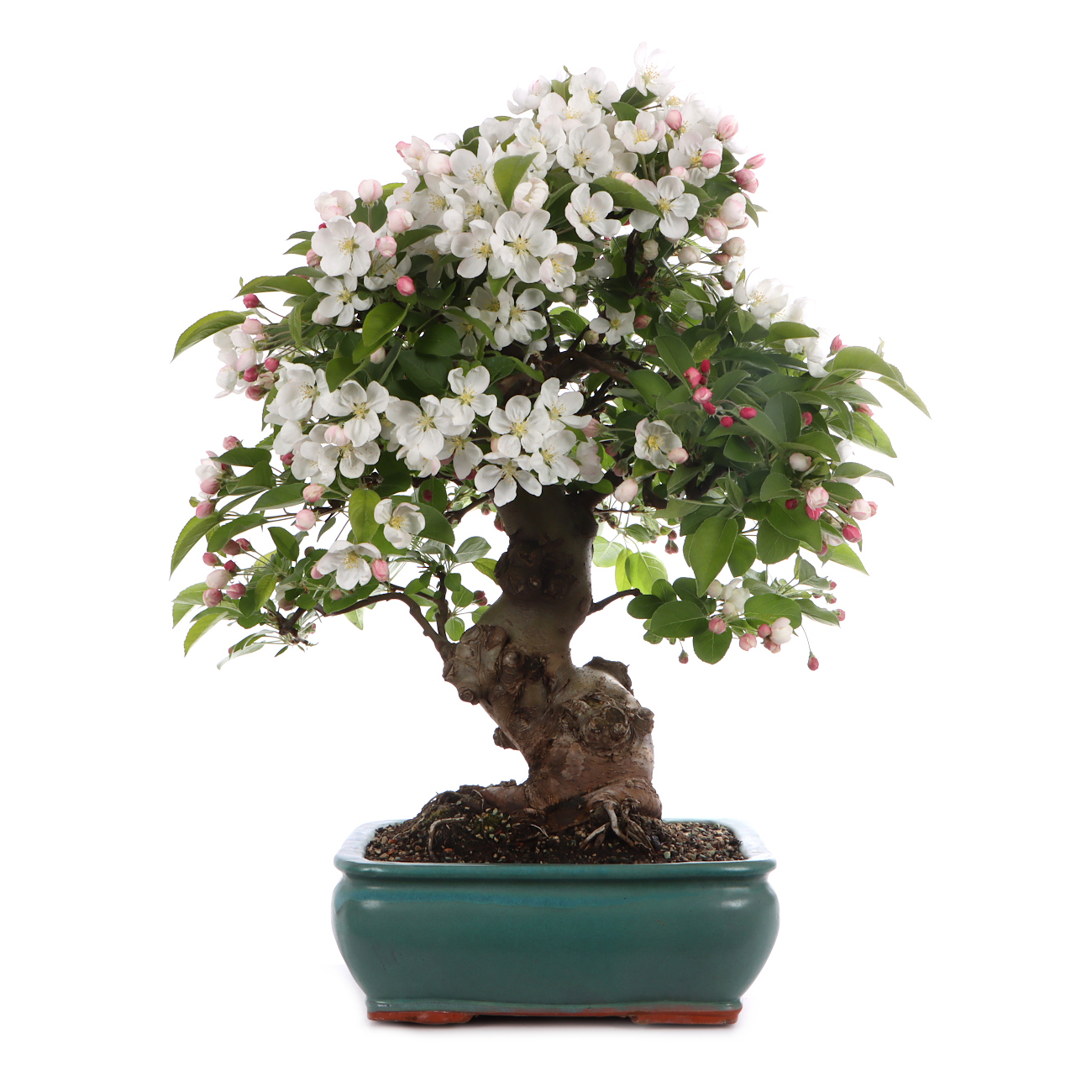 Malus spec.