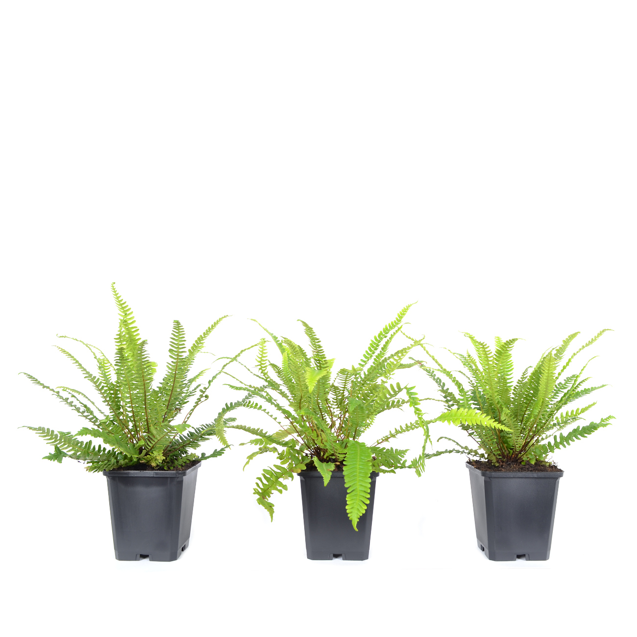 Blechnum spicant