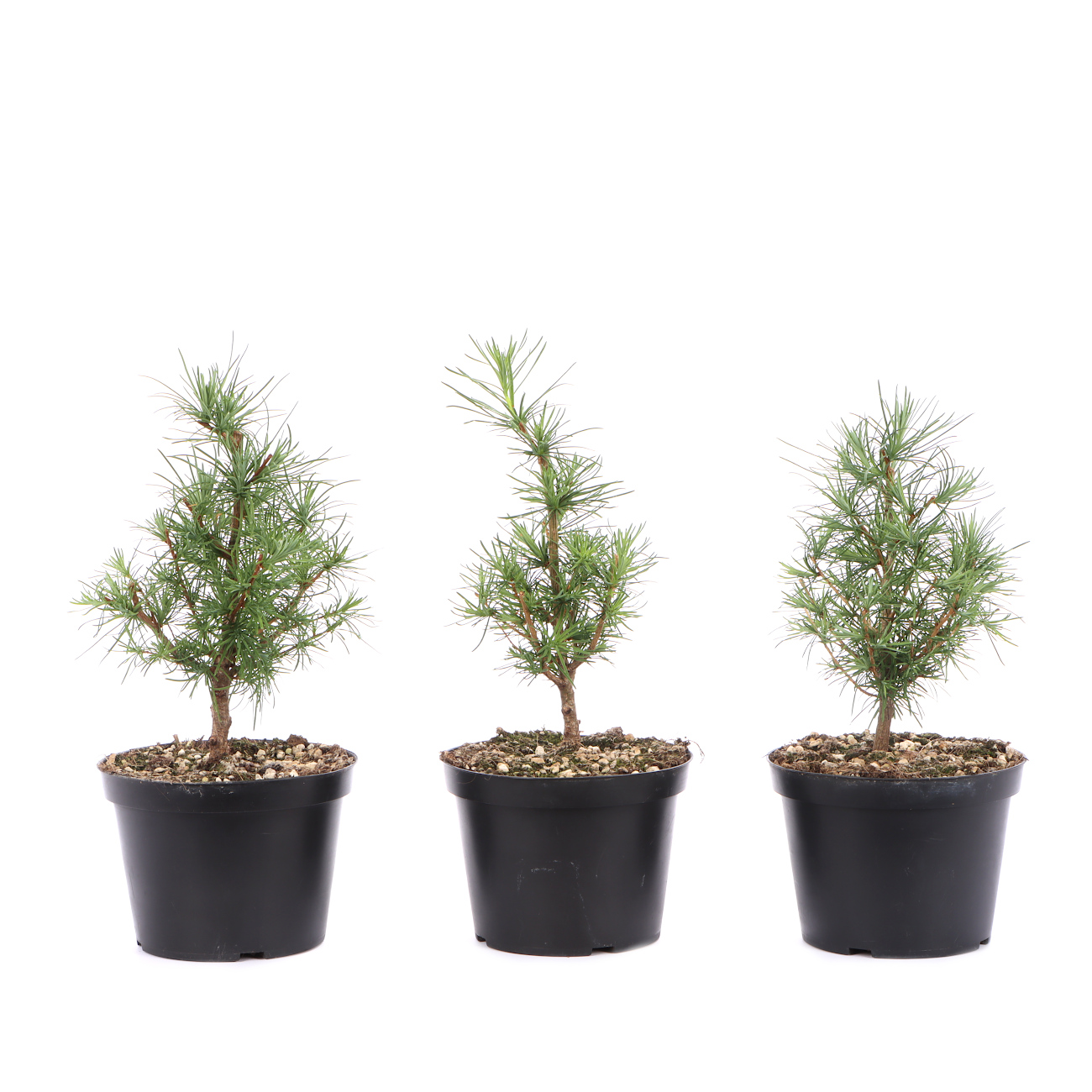 Larix kaempferi