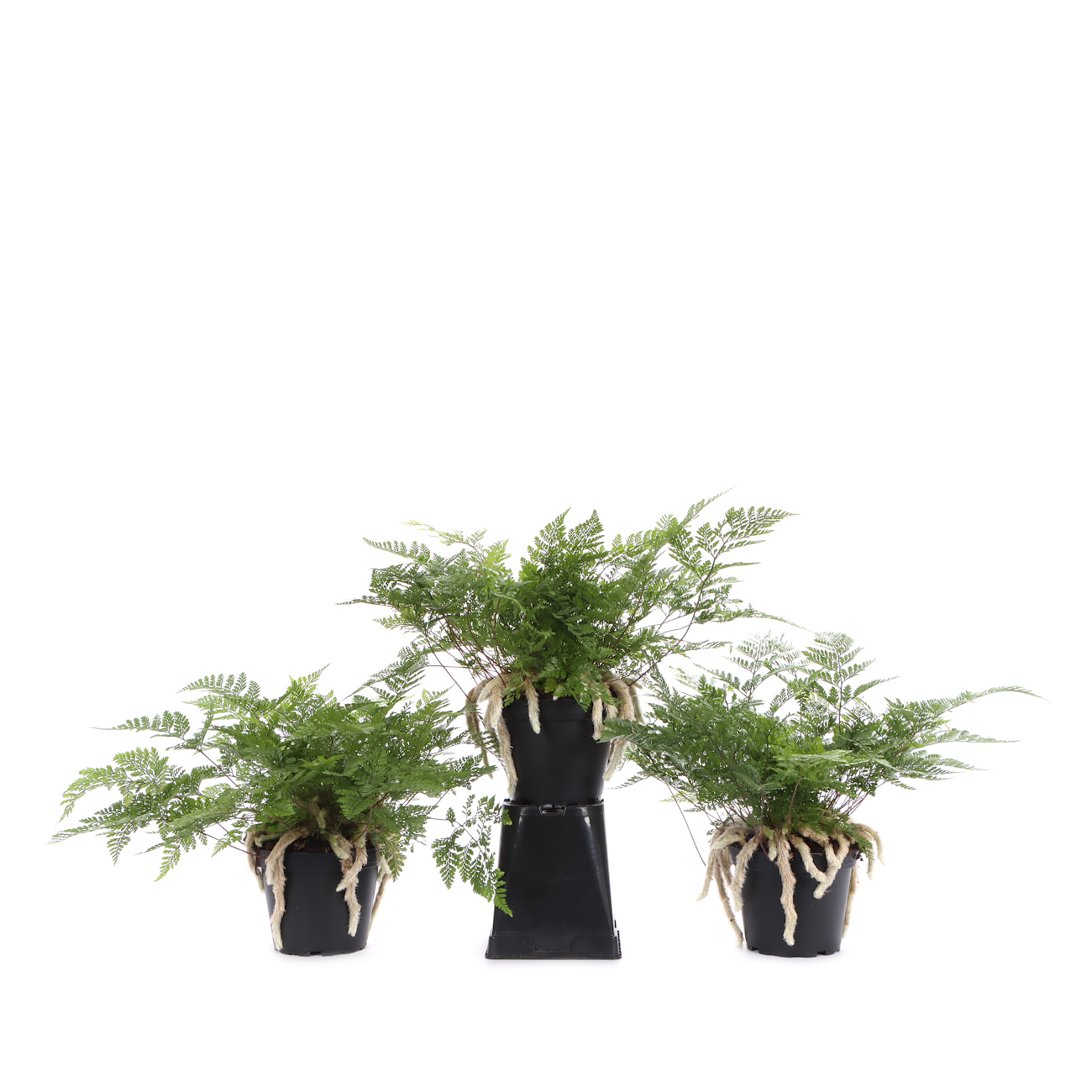 Davallia tyermannii