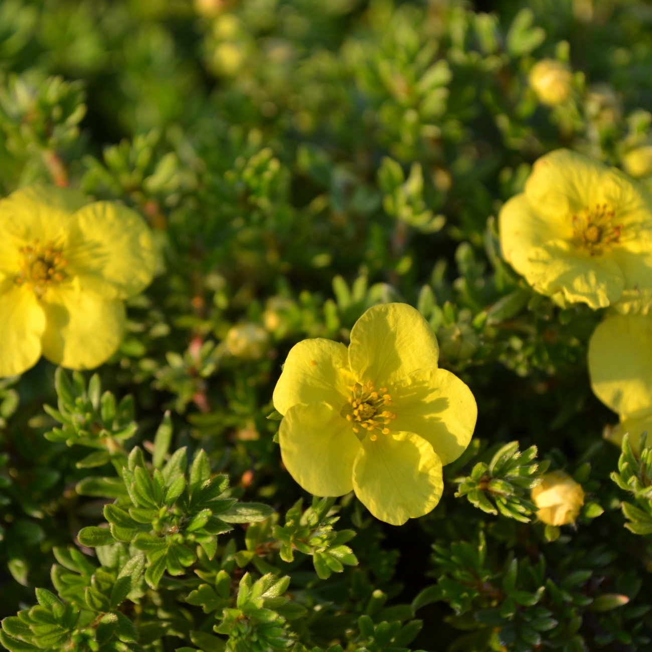 Blüte