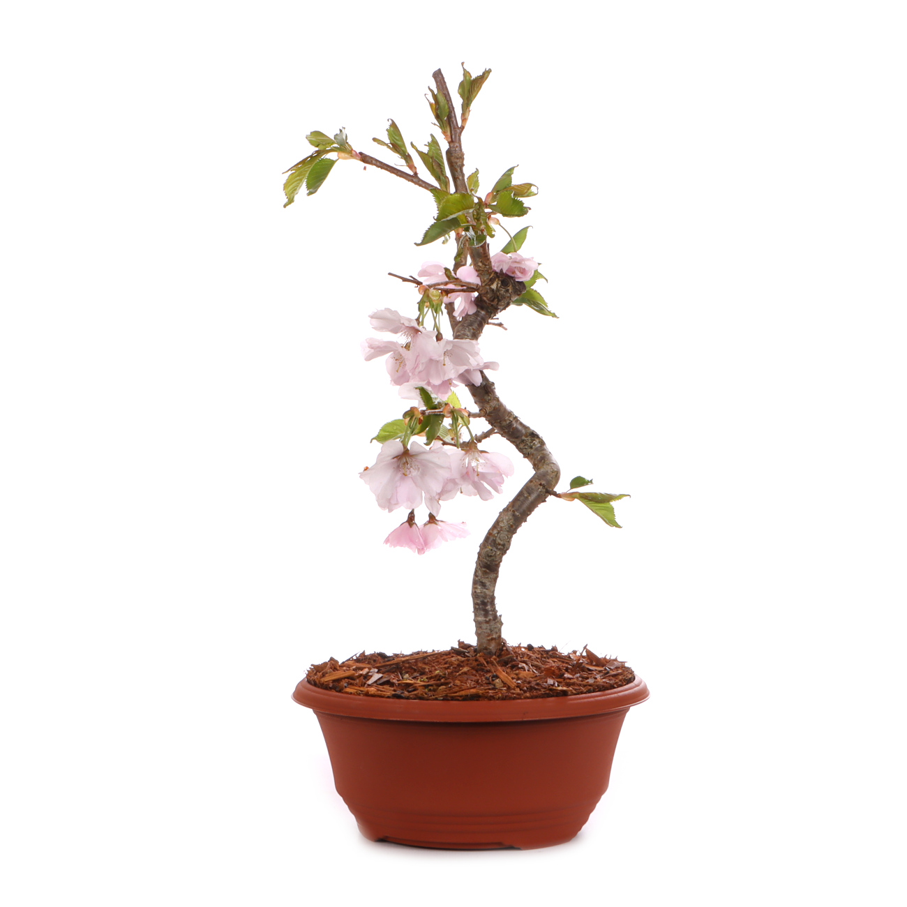 Prunus 'Accolade'
