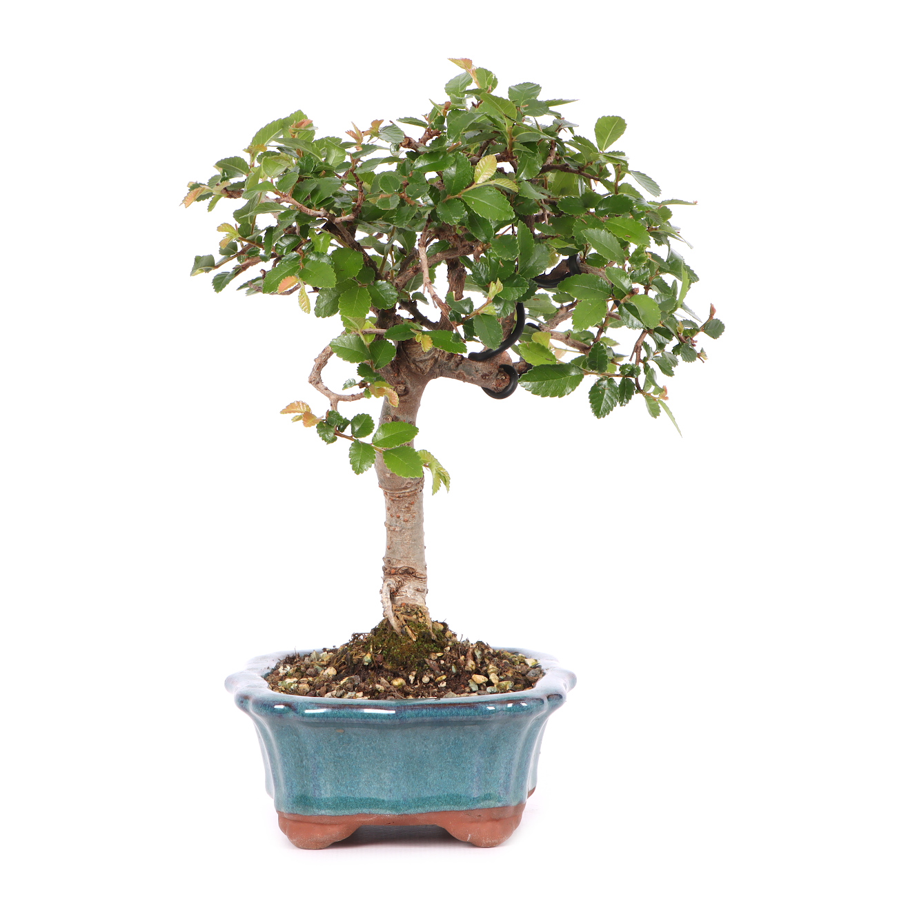 Ulmus parvifolia