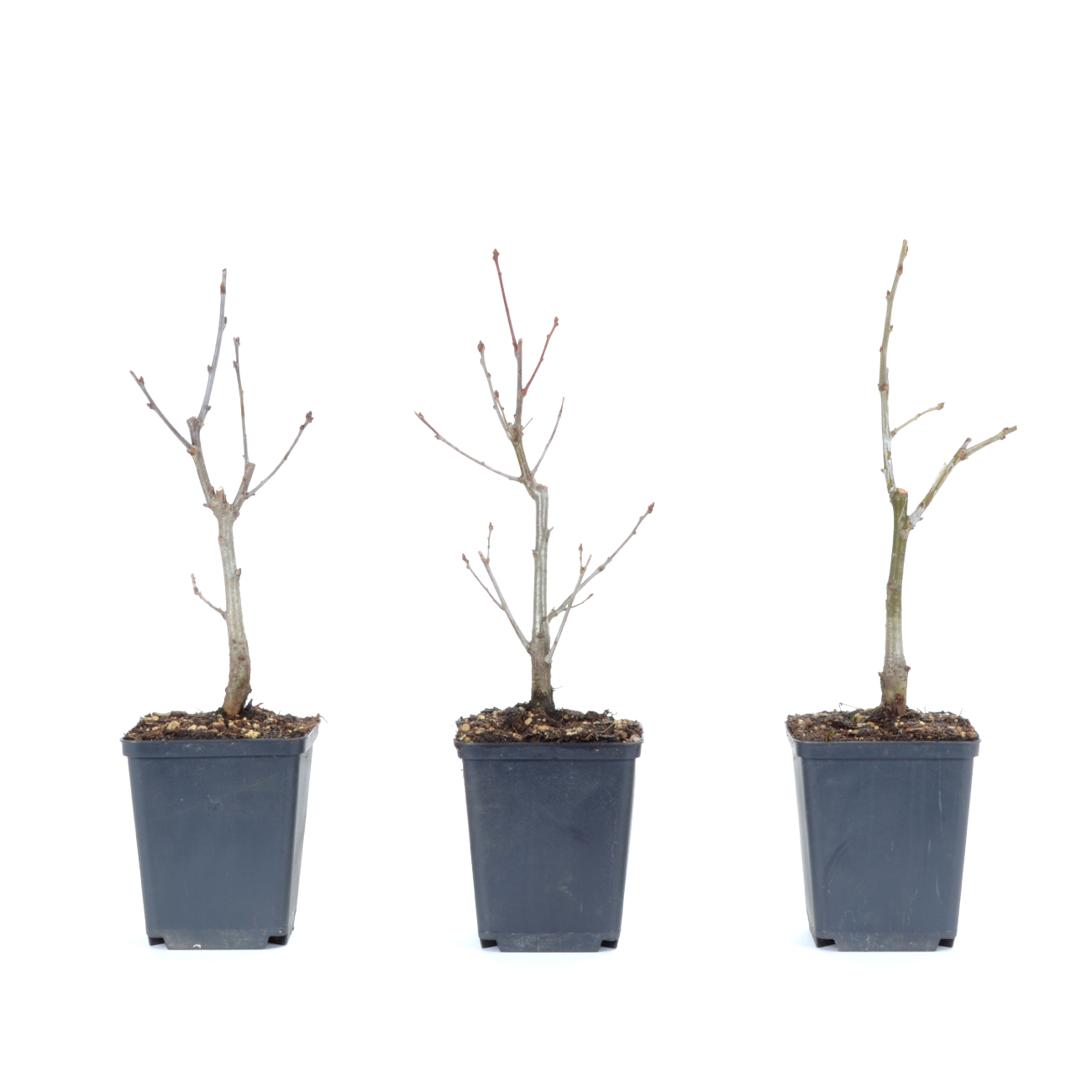 Quercus robur
