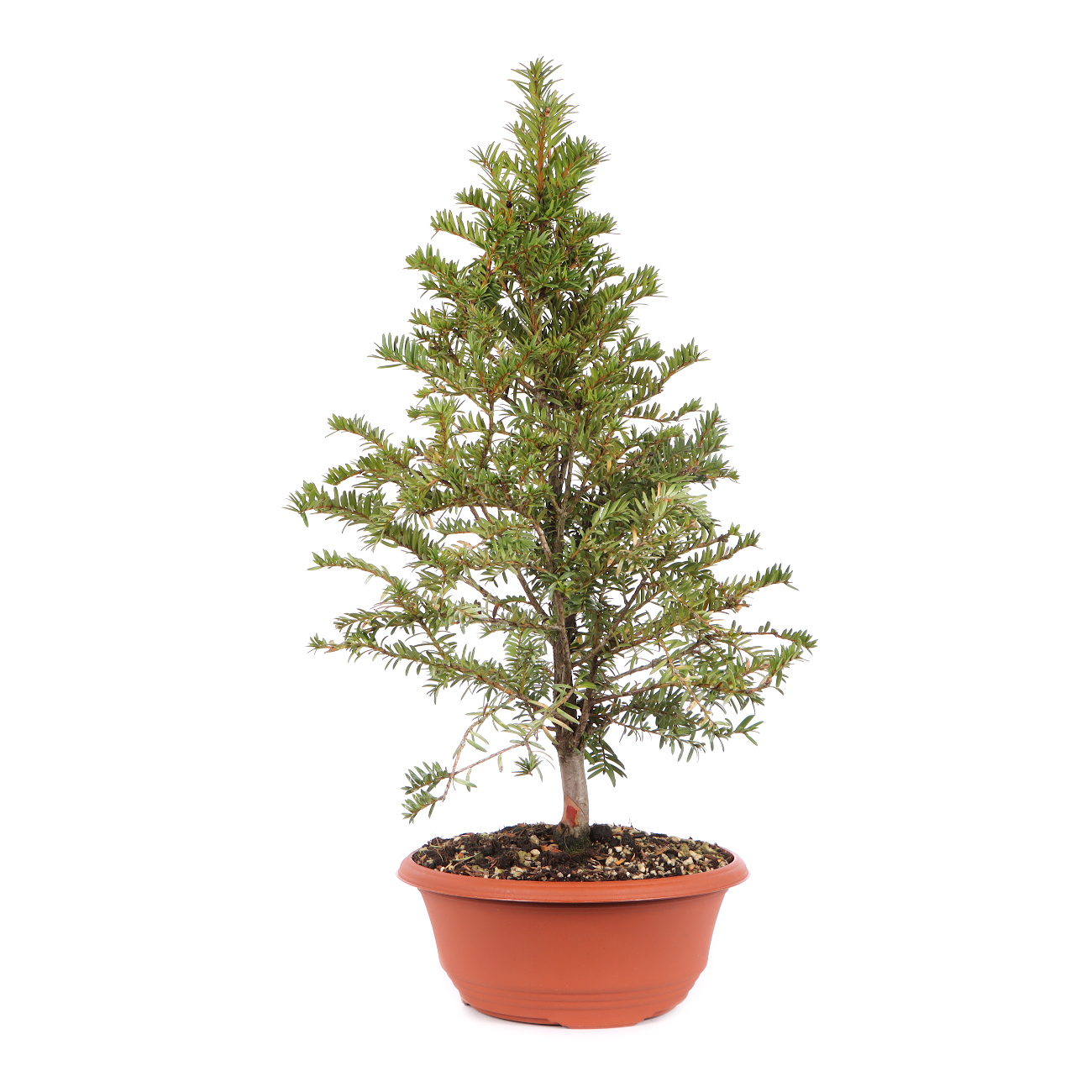 Taxus baccata