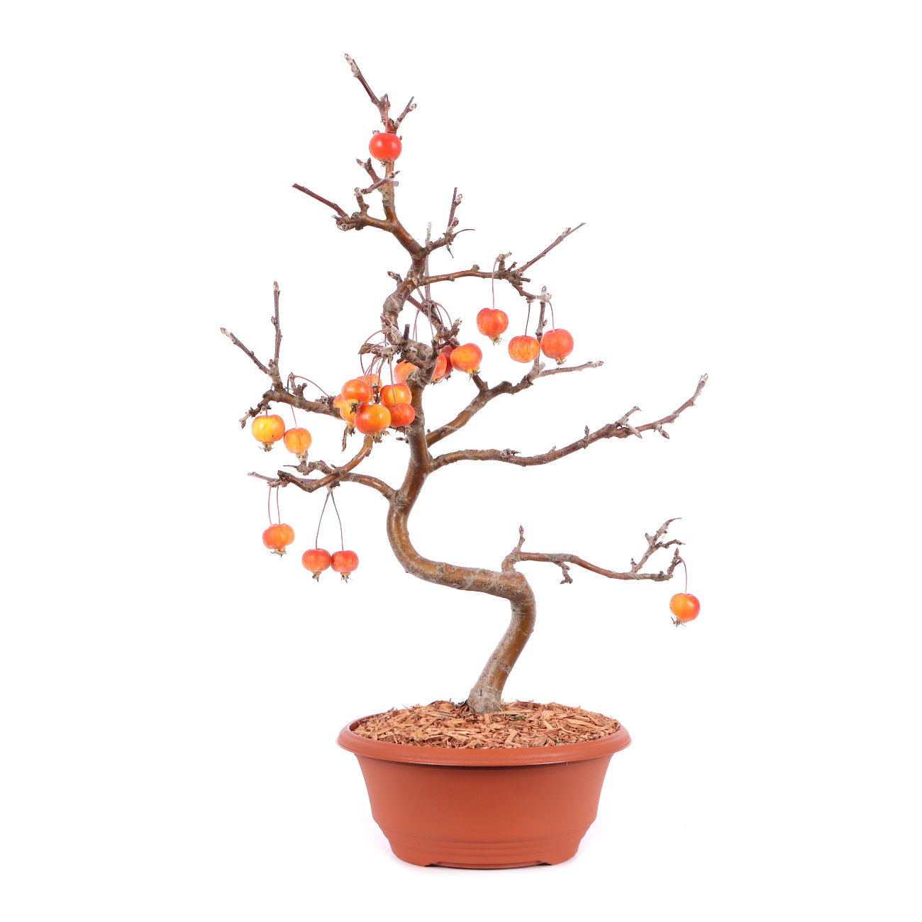 Malus spec.