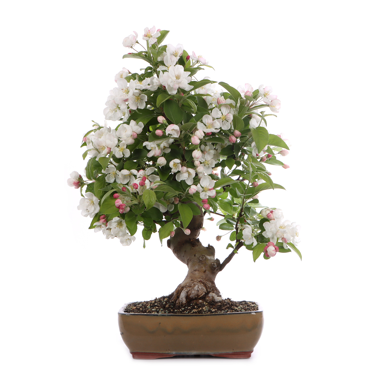 Malus spec.