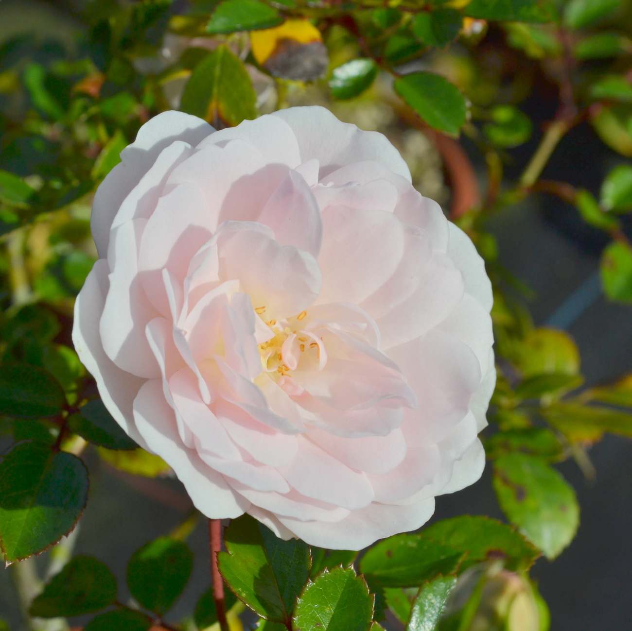 Blüte