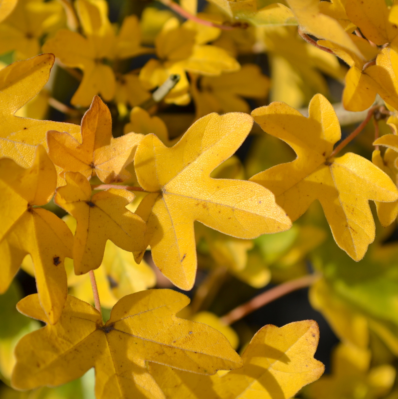 Herbstlaub