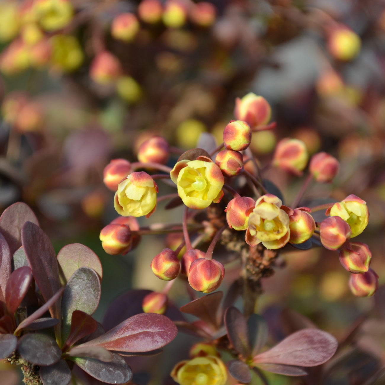 Blüte