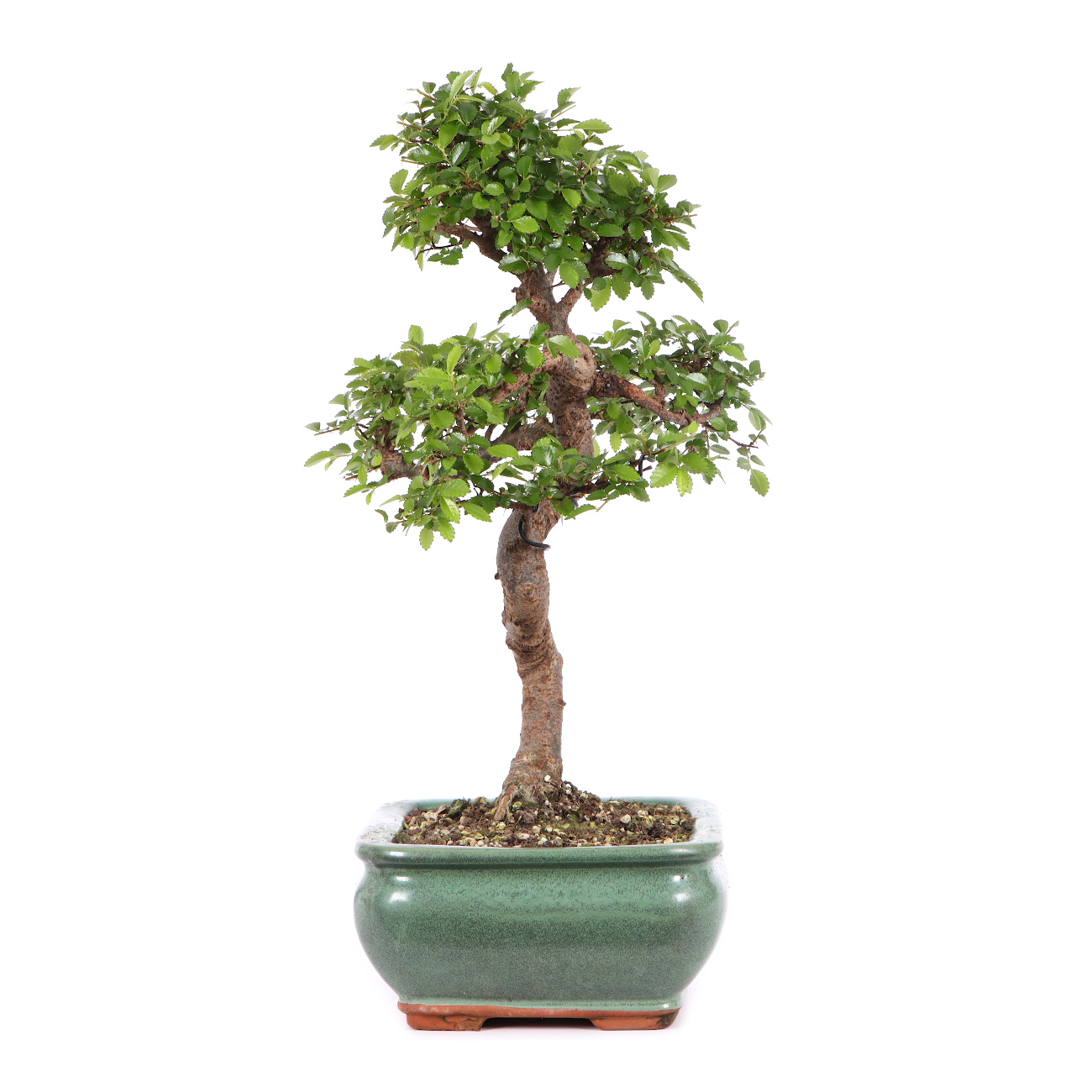 Ulmus parvifolia