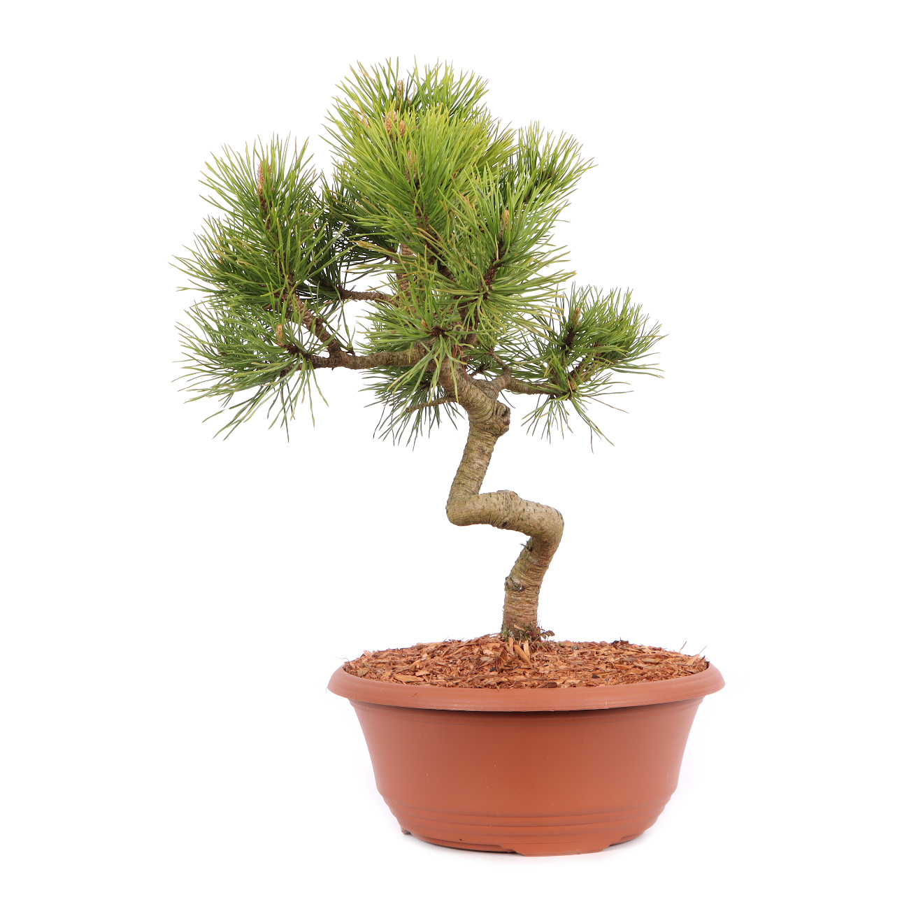 Pinus sylvestris
