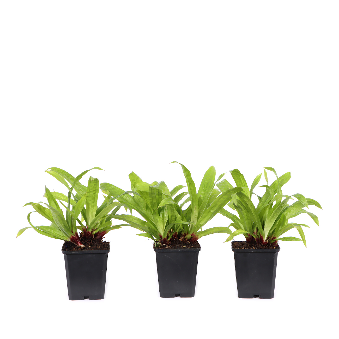 Carex plantaginea