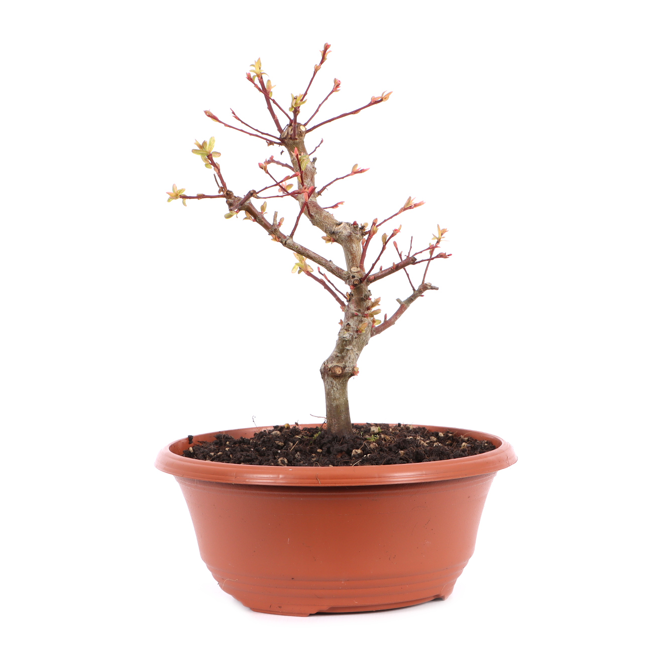 Salix integra 'Hakuro Nishiki'