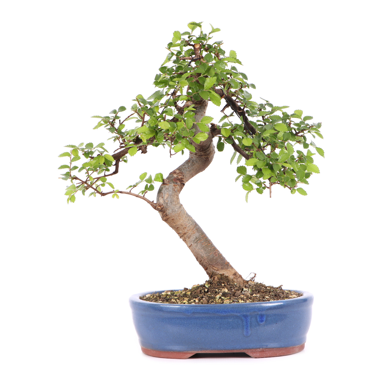 Ulmus parvifolia
