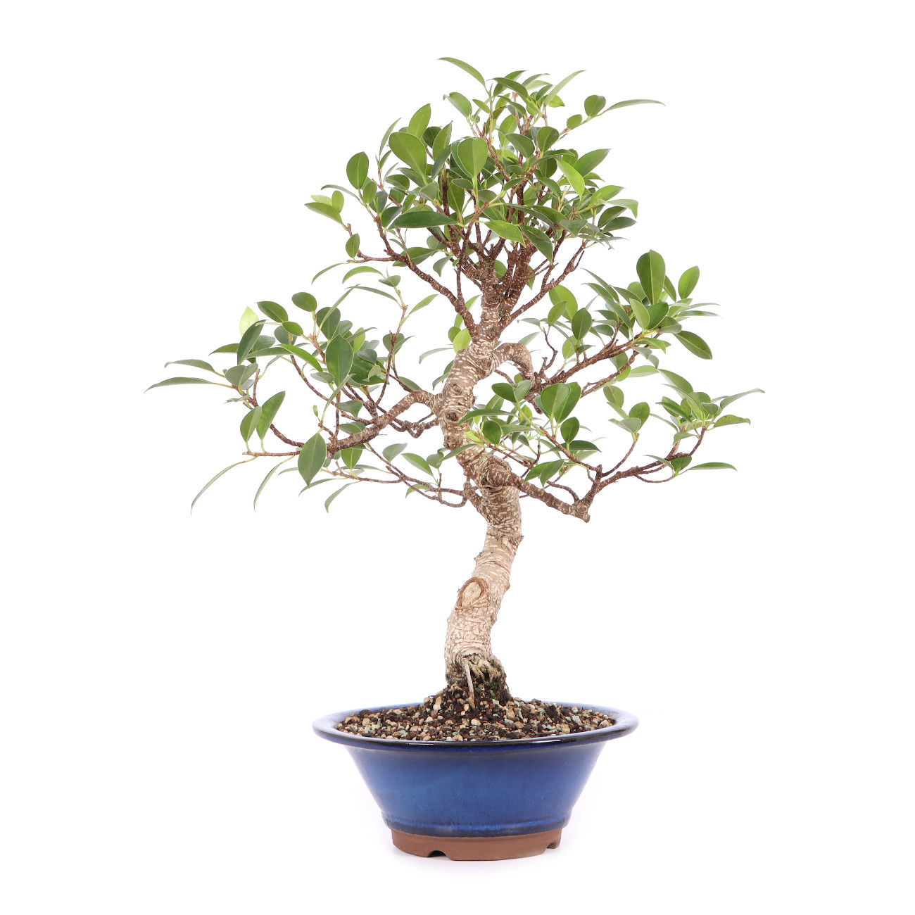 Ficus microcarpa 'Tiger Bark'