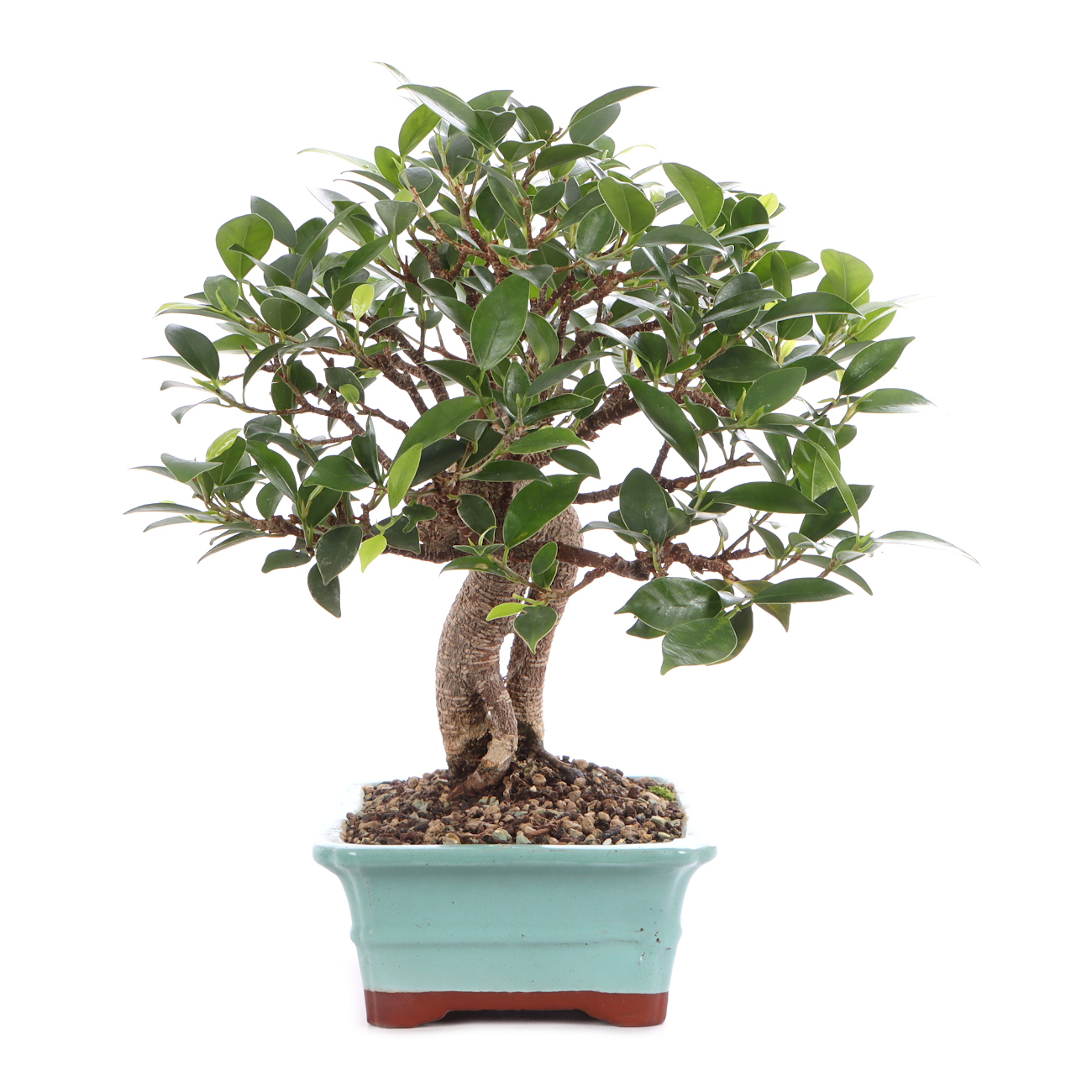 Ficus microcarpa 'Tiger Bark'