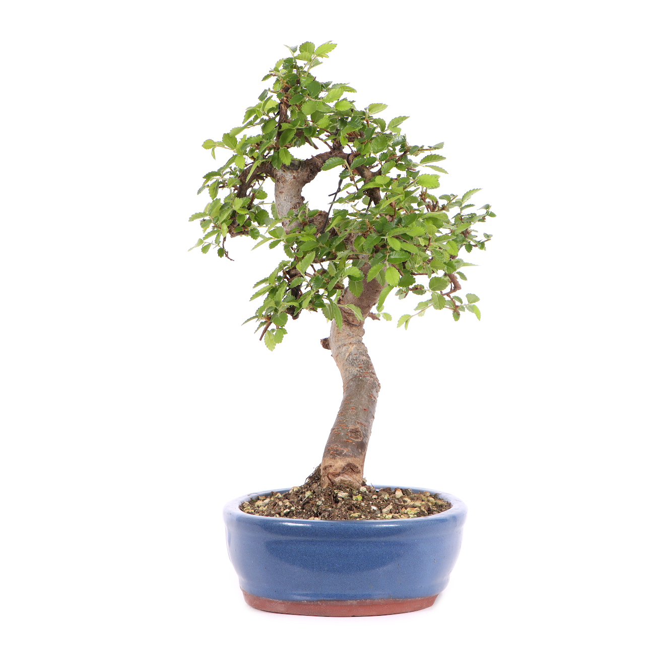 Ulmus parvifolia