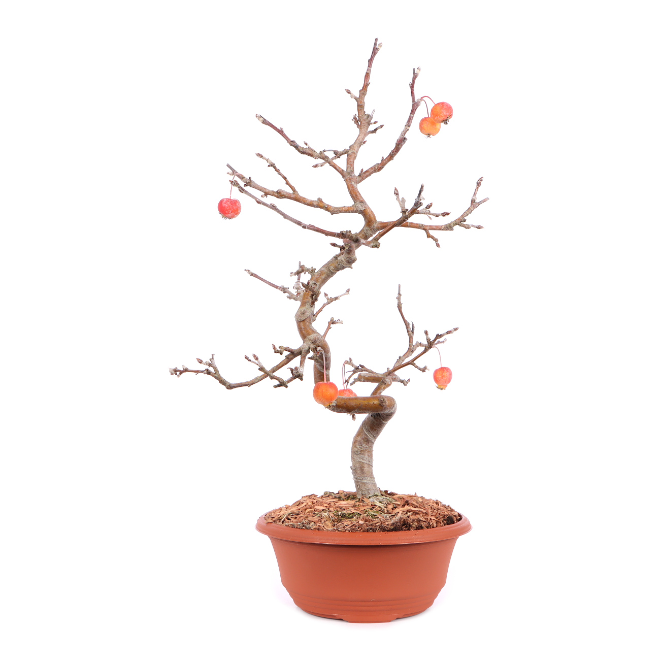Malus spec.