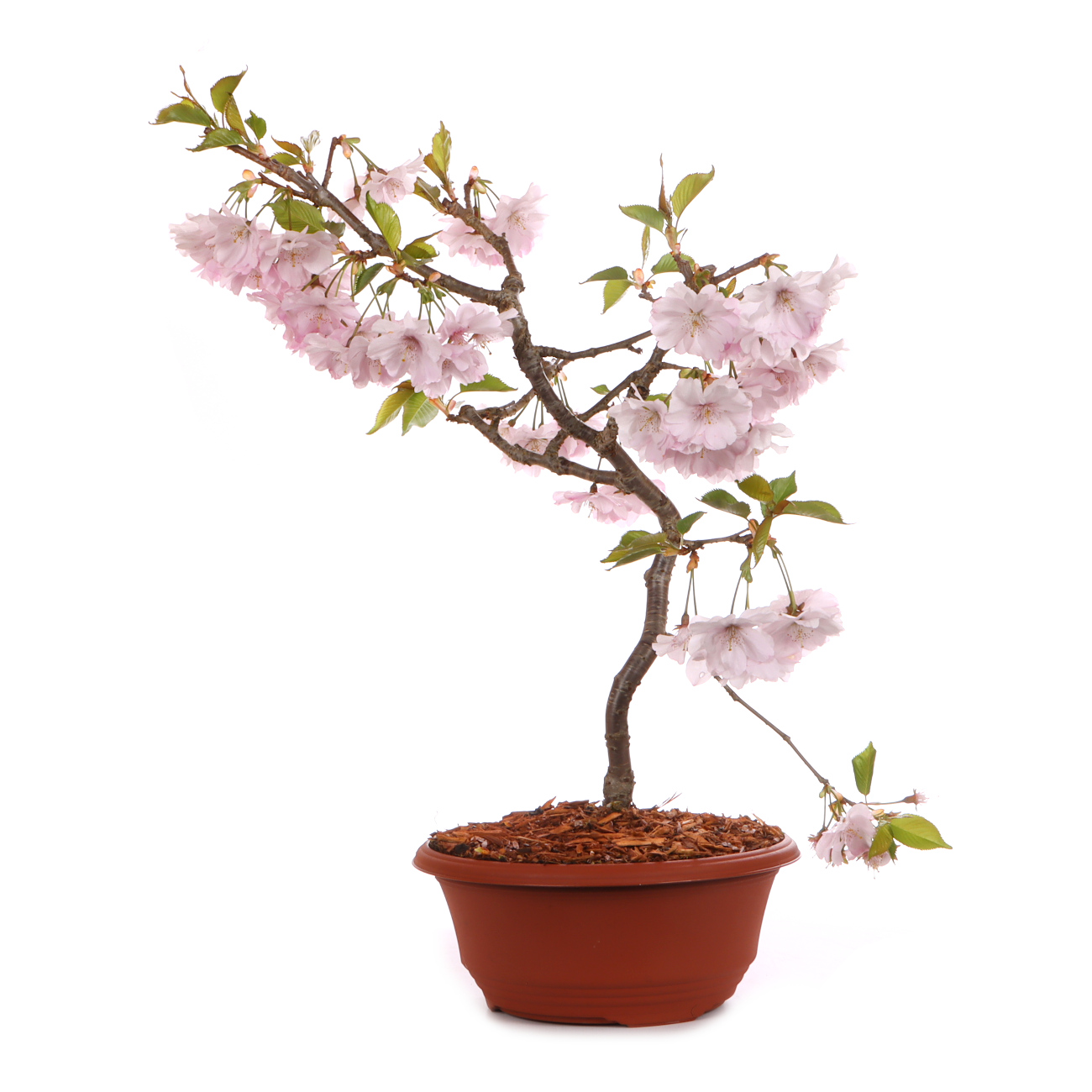 Prunus 'Accolade'