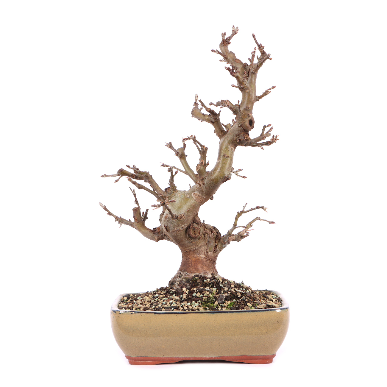 Malus spec.