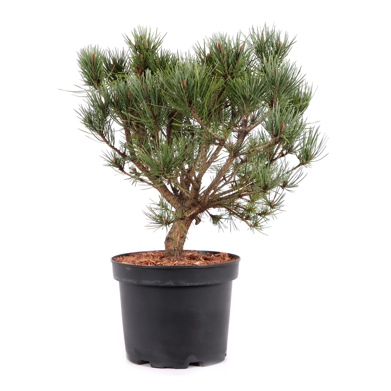 Pinus sylvestris 'Watereri'