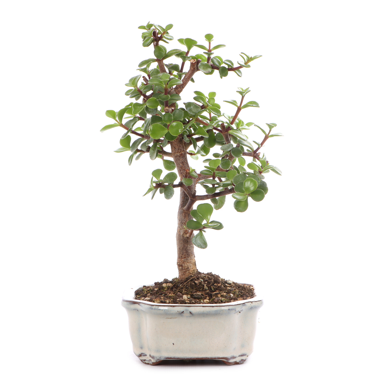 Portulacaria afra