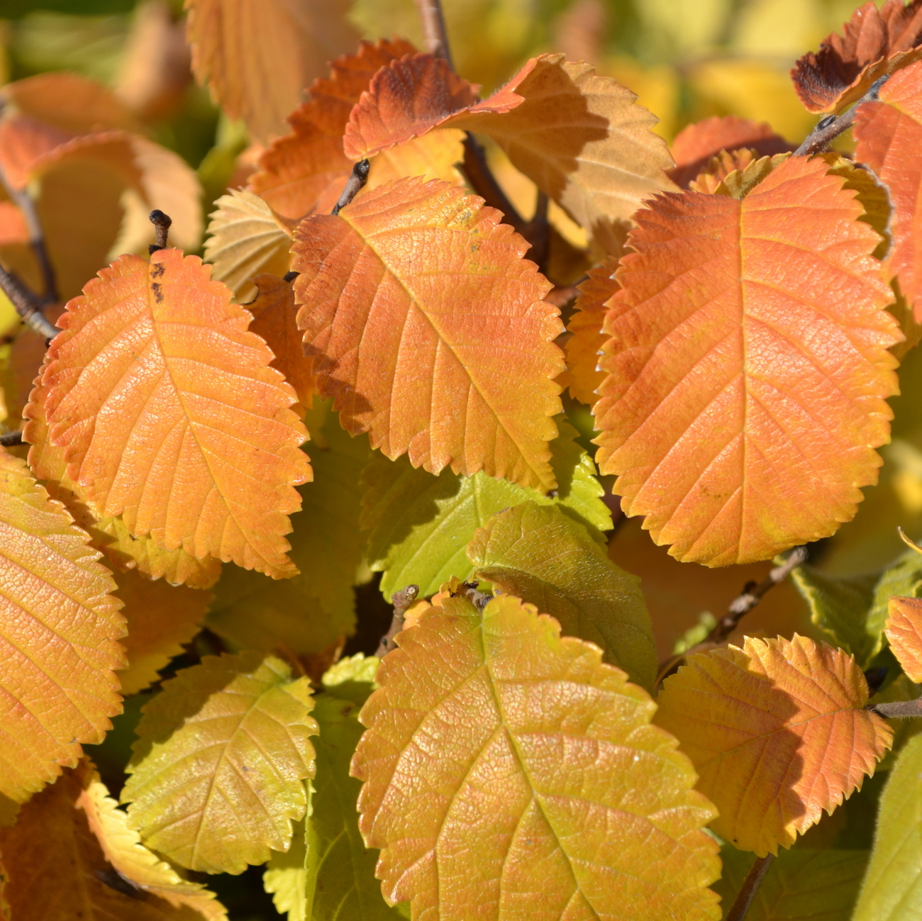 Herbstlaub
