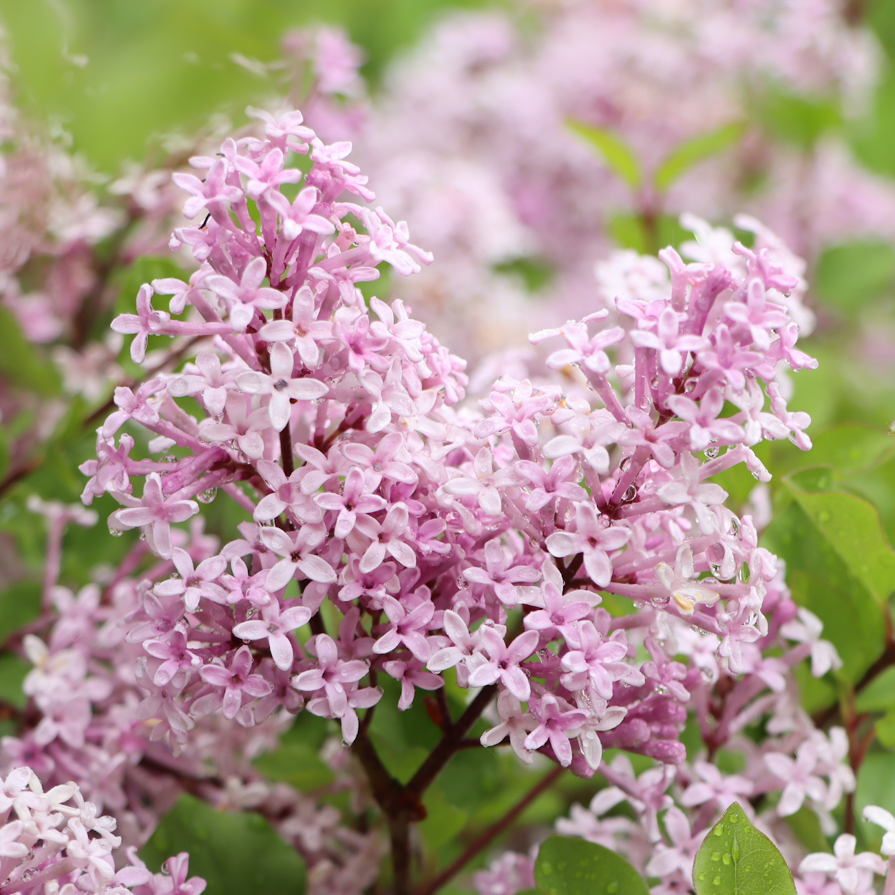 Blüte