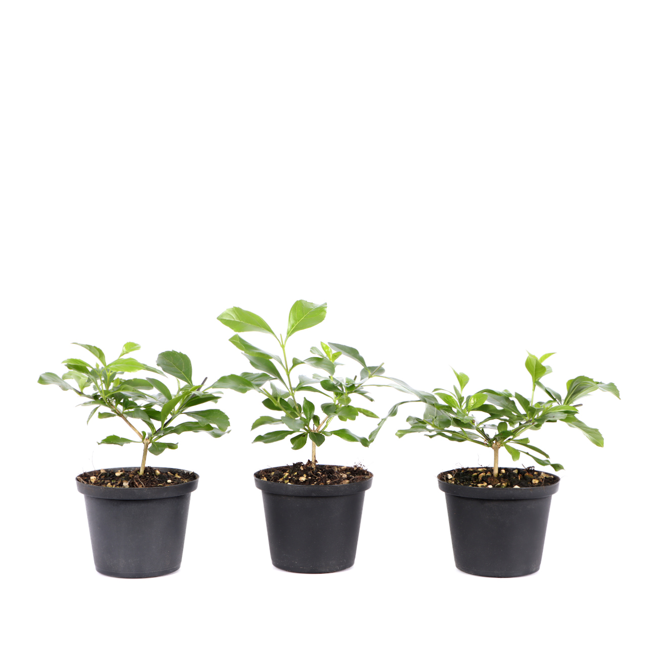 Duranta erecta
