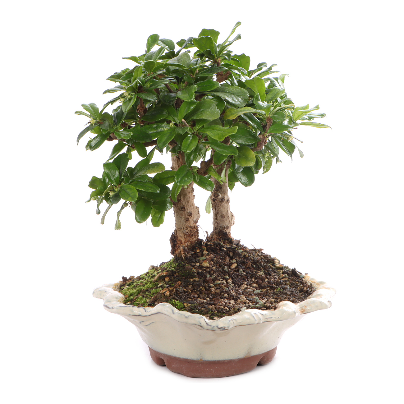 Carmona microphylla