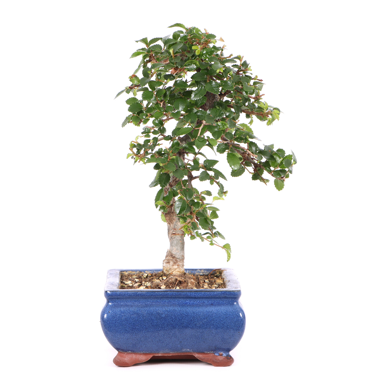 Ulmus parvifolia