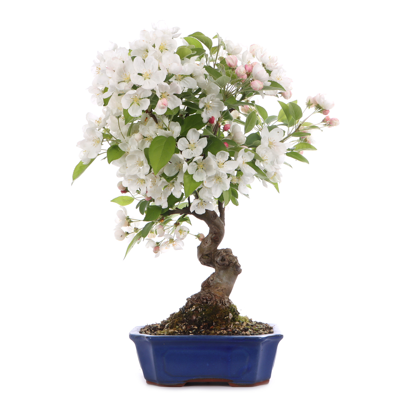 Malus spec.