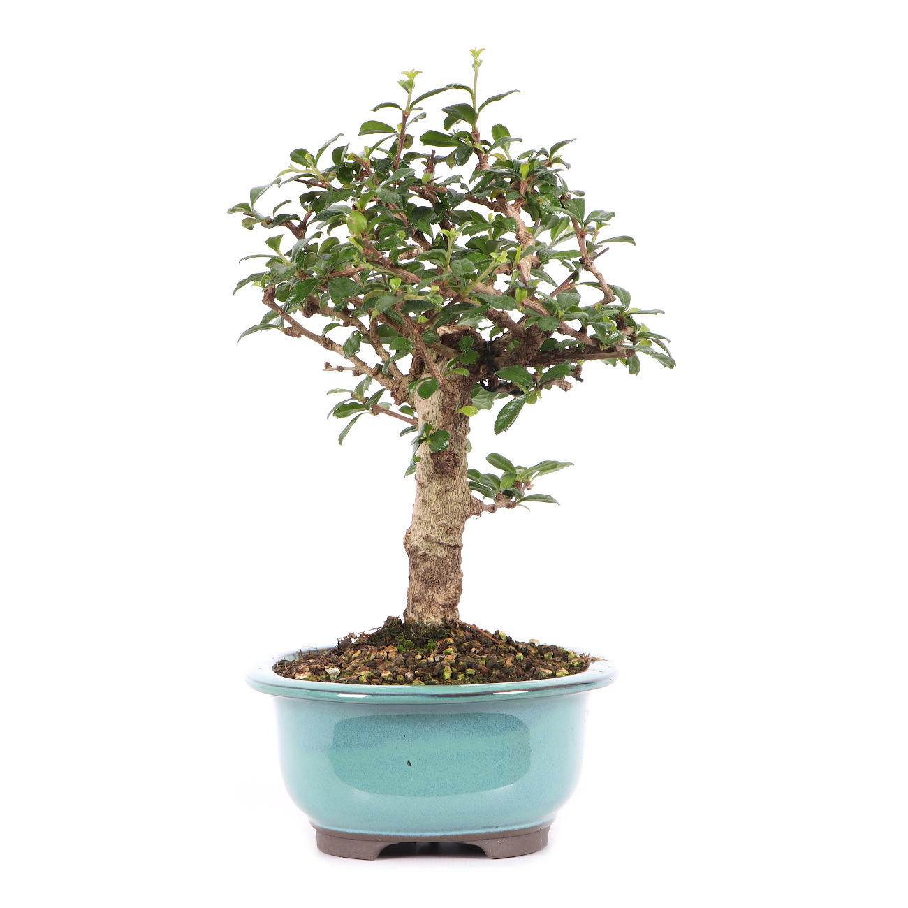 Carmona microphylla