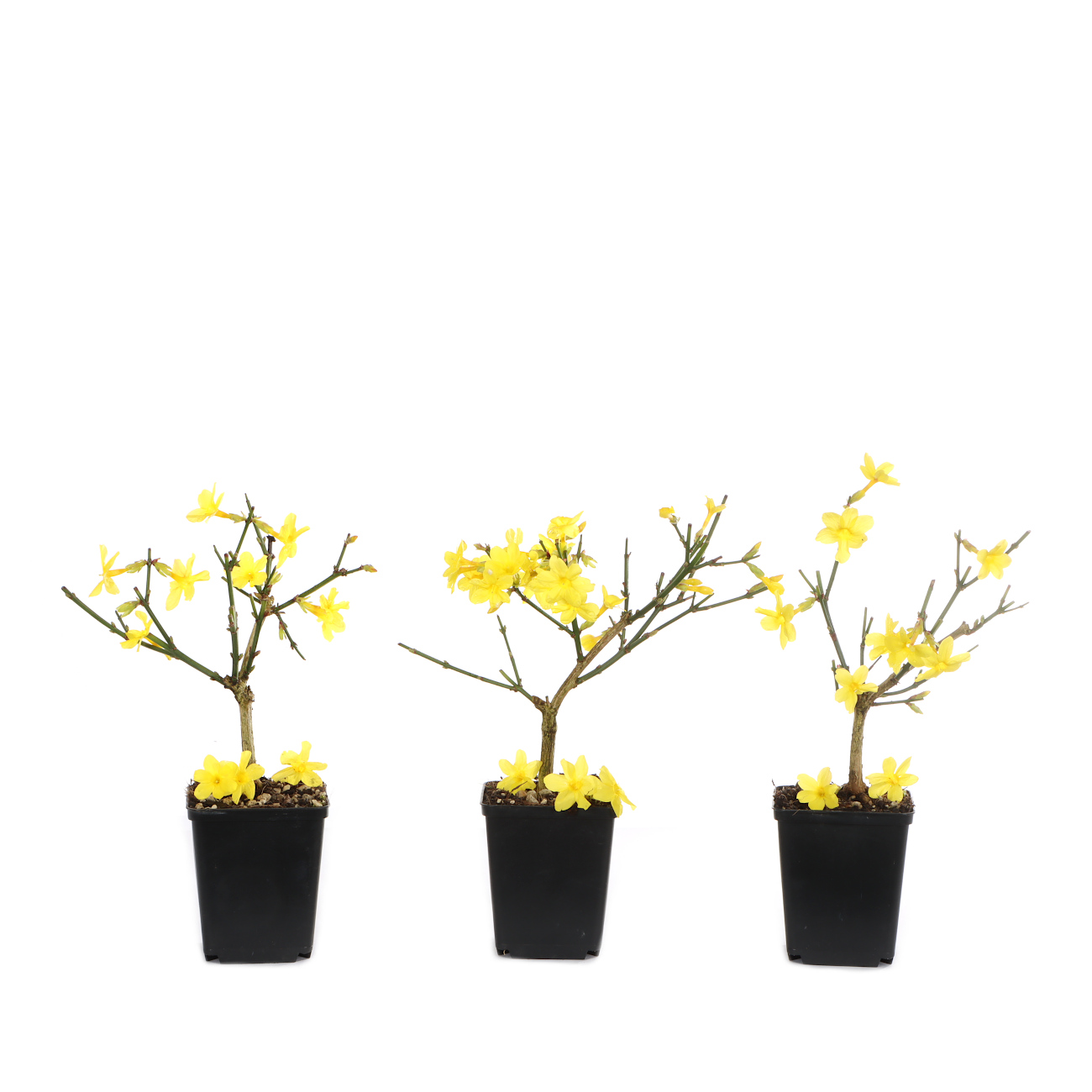 Jasminum nudiflorum