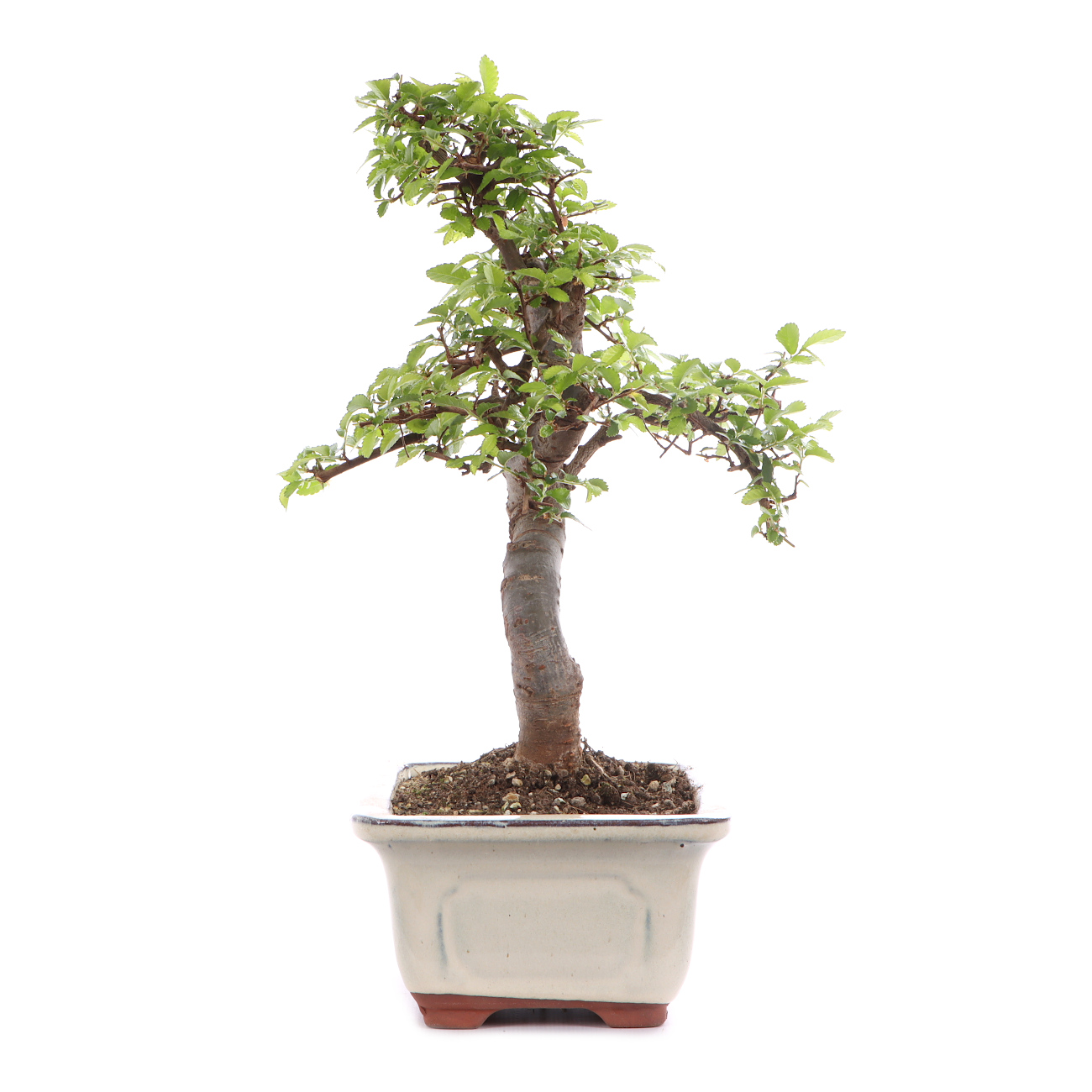 Ulmus parvifolia