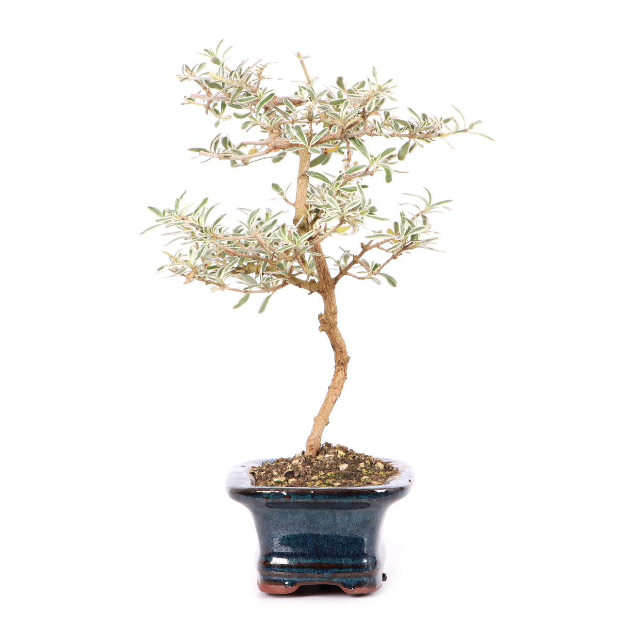 Coprosma x kirkii 'Variegata'