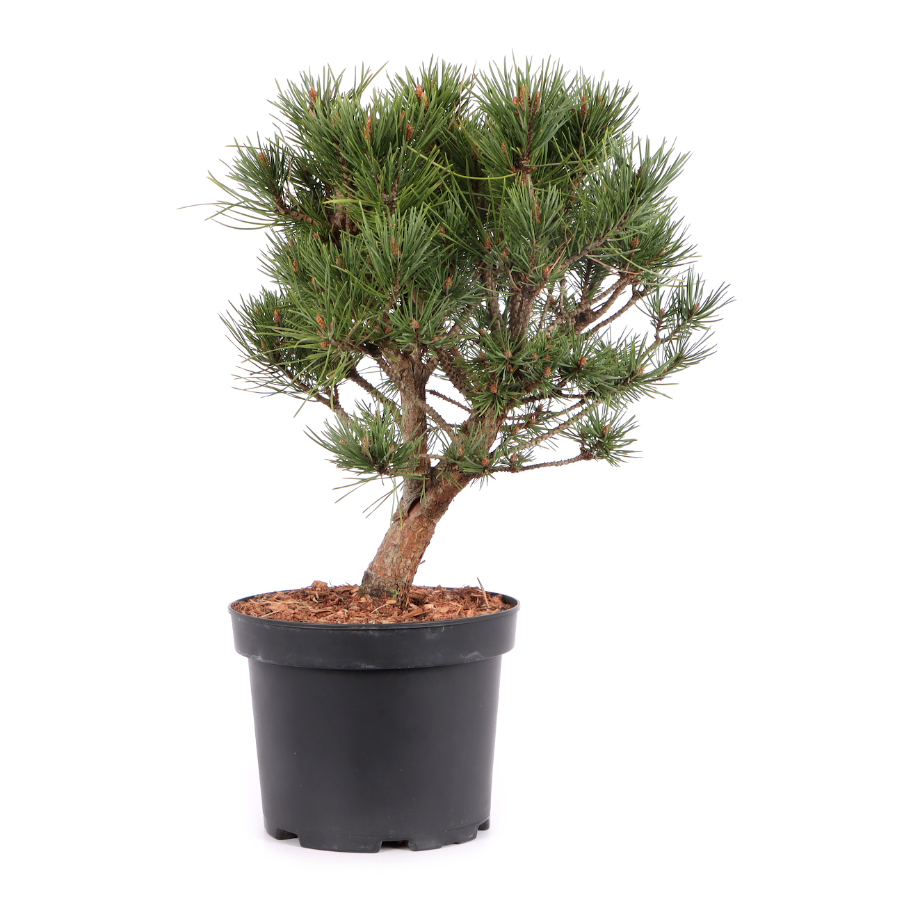 Pinus sylvestris 'Watereri'