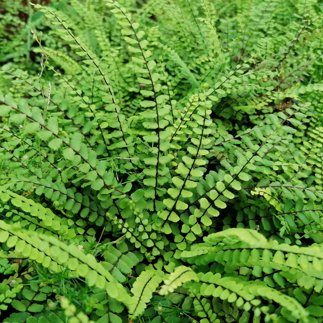 Sommerlaub