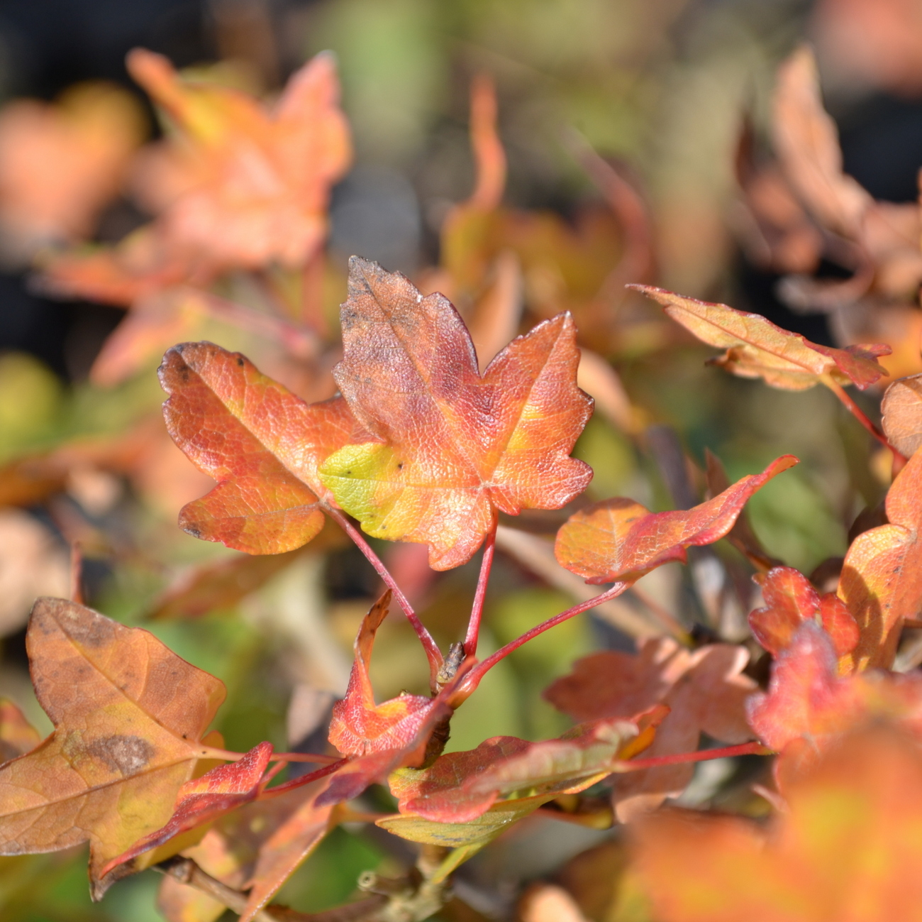 Herbstlaub