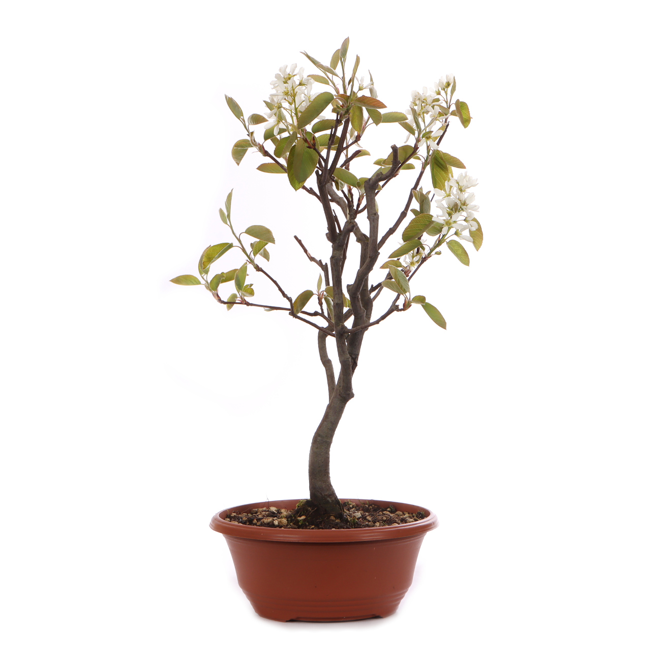 Amelanchier ovalis