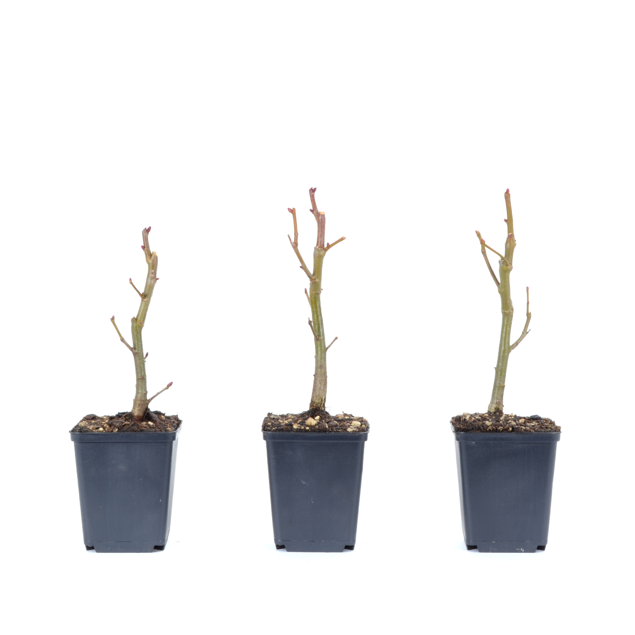 Tilia cordata