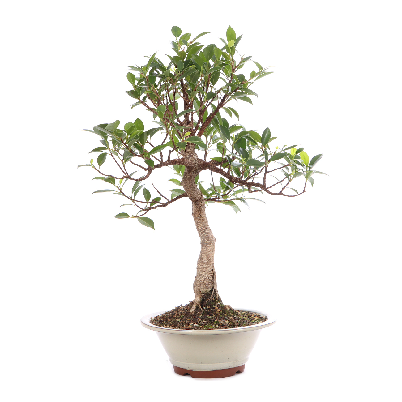 Ficus microcarpa 'Tiger Bark'