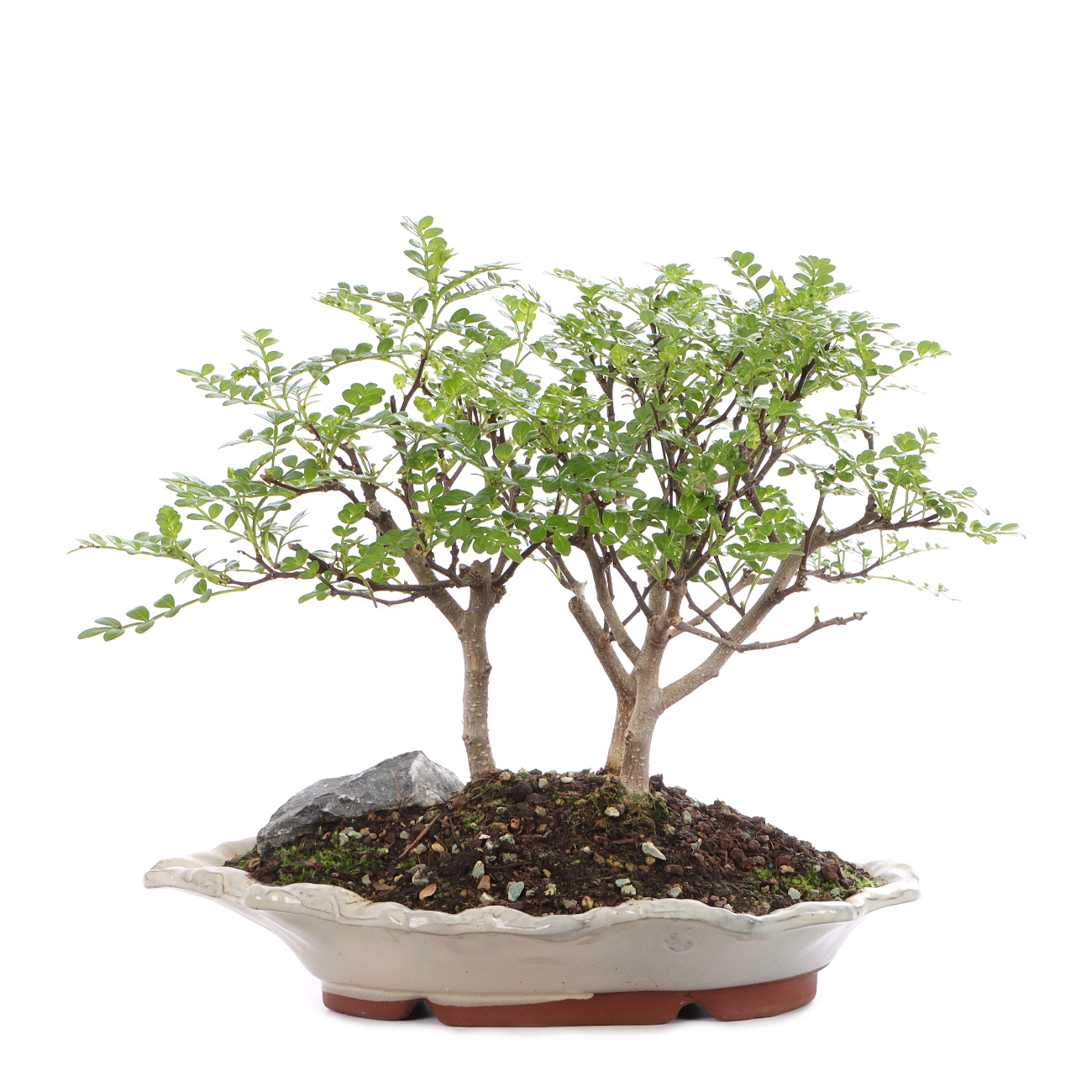 Zanthoxylum spec.