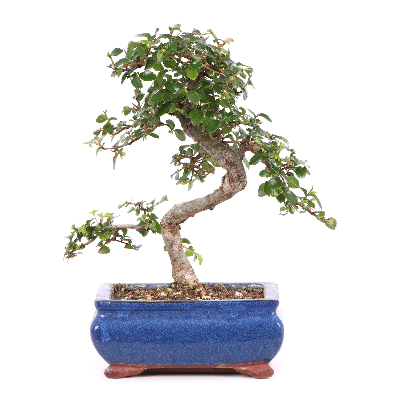 Ulmus parvifolia